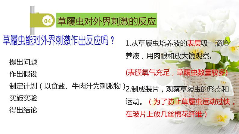 苏科版七年级下册生物 9.3单细胞的生物体 课件第8页