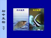 苏科版七年级下册生物 10.1水中的动物 课件