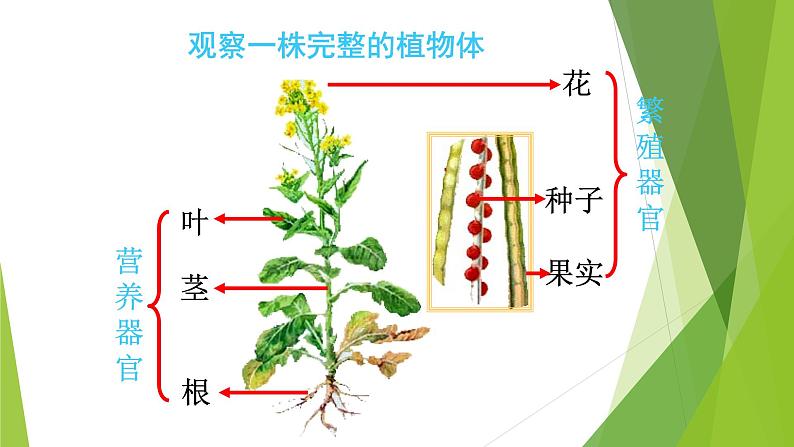 苏科版七年级下册生物 9.1植物体的组成 课件第3页