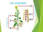 苏科版七年级下册生物 9.1植物体的组成 课件