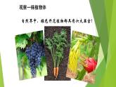 苏科版七年级下册生物 9.1植物体的组成 课件