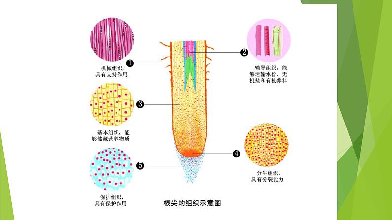 苏科版七年级下册生物 9.1植物体的组成 课件第7页