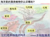 苏科版七年级下册生物 10.2水中的藻类植物 课件