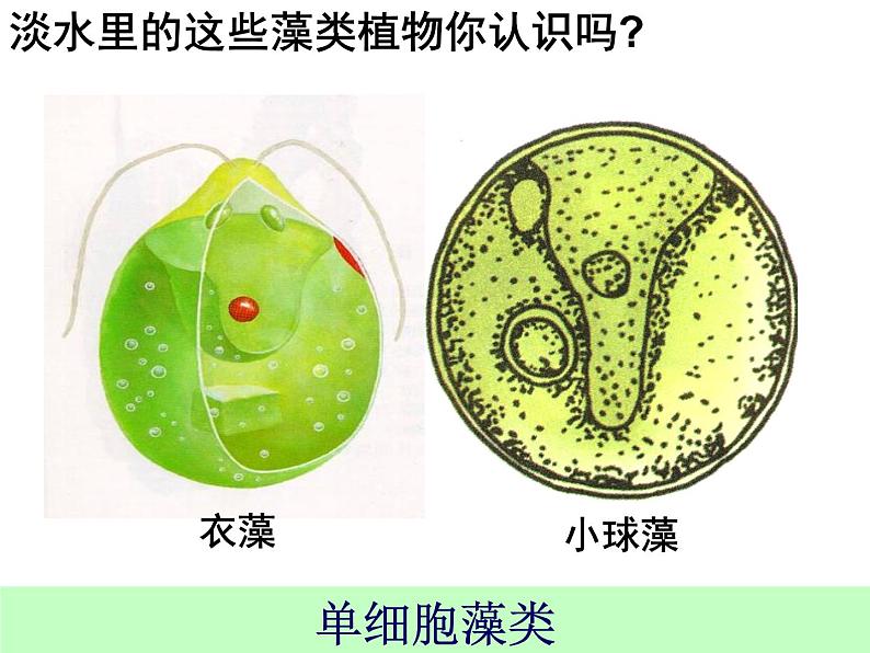 苏科版七年级下册生物 10.2水中的藻类植物 课件第4页