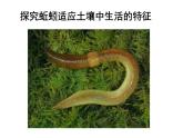 苏科版七年级下册生物 13.1土壤里的小动物 课件