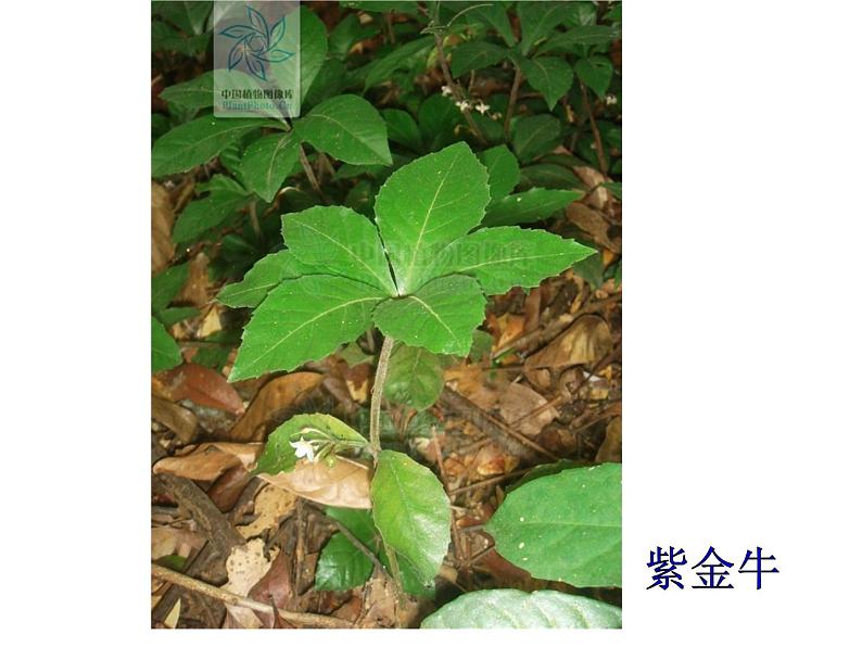 苏科版七年级下册生物 11.1地面上的植物 课件08