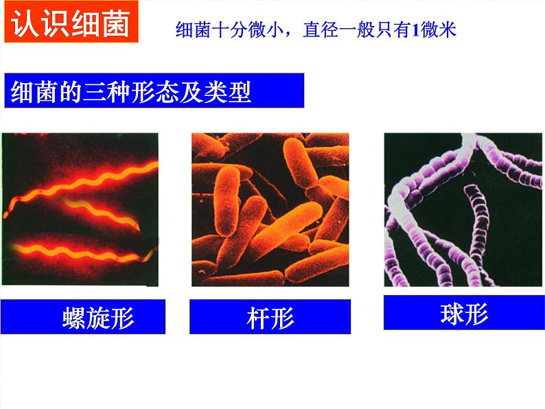 苏科版七年级下册生物 13.2土壤里的微生物 课件第6页