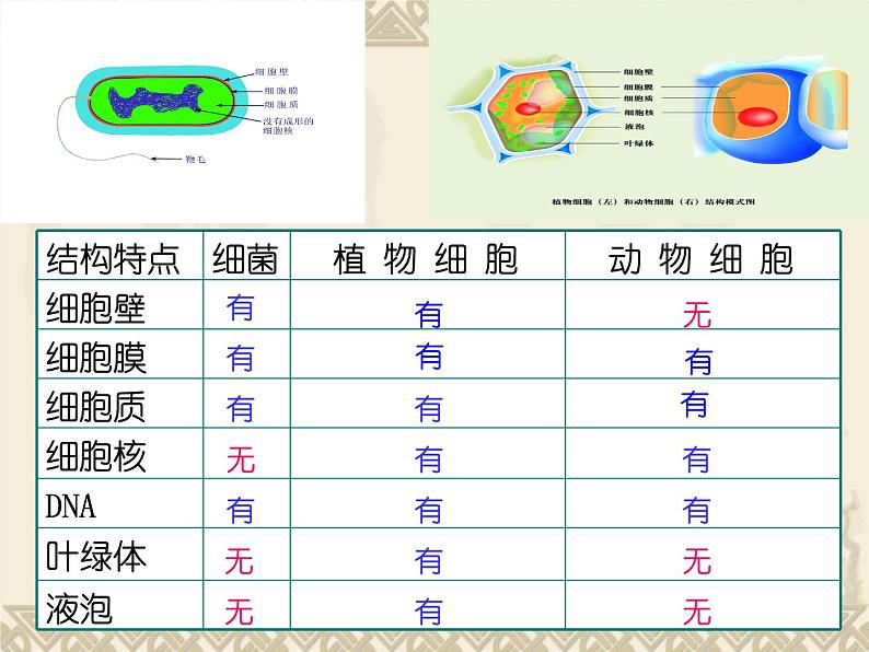 苏科版七年级下册生物 13.2土壤里的微生物 课件第8页