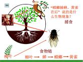 2022年北师大版八年级生物下册第23章第3节生态系统的结构和功能课件 (1)