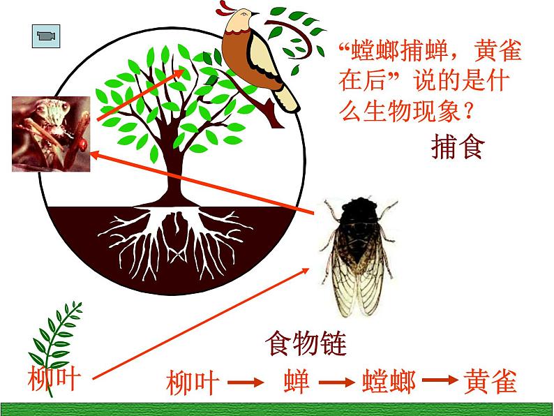 2022年北师大版八年级生物下册第23章第3节生态系统的结构和功能课件 (1)第2页