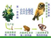 2022年北师大版八年级生物下册第23章第3节生态系统的结构和功能课件 (1)