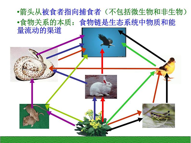 2022年北师大版八年级生物下册第23章第3节生态系统的结构和功能课件 (1)第6页