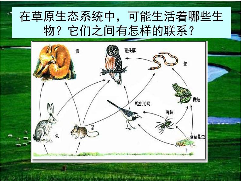 2022年北师大版八年级生物下册第23章第4节生态系统的稳定性课件 (6)第4页