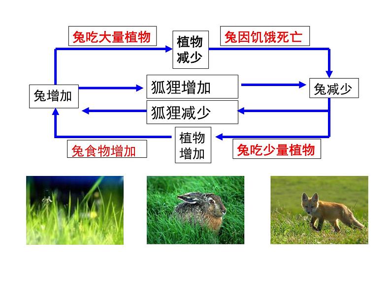 2022年北师大版八年级生物下册第23章第4节生态系统的稳定性课件 (6)第6页