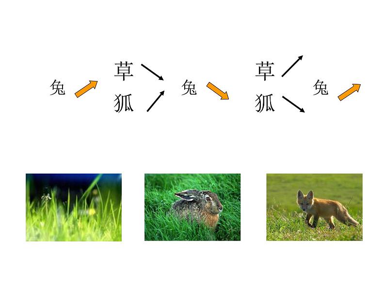 2022年北师大版八年级生物下册第23章第4节生态系统的稳定性课件 (6)第7页