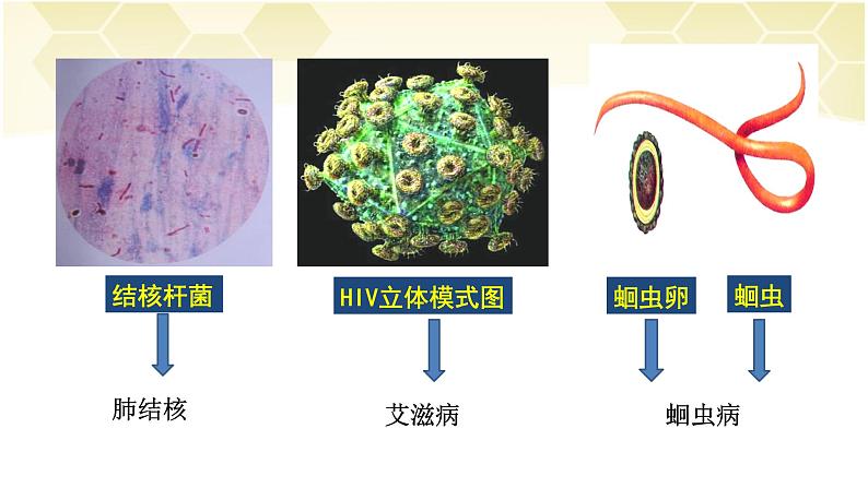 2022年人教版八年级生物下册第8单元第1章第1节传染病及其预防课件 (5)第4页