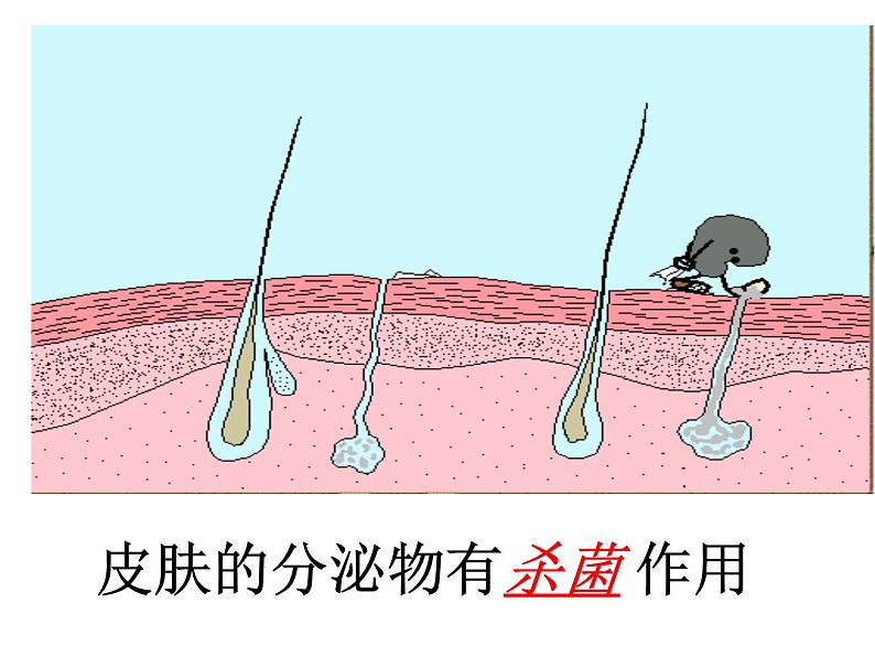 2022年人教版八年级生物下册第8单元第1章第2节免疫与计划免疫课件 (1)05