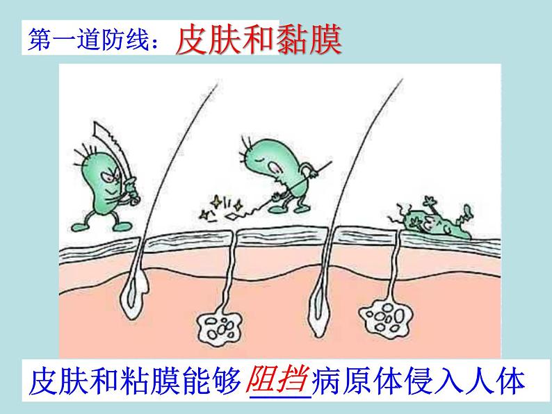 2022年人教版八年级生物下册第8单元第1章第2节免疫与计划免疫课件 (3)第6页