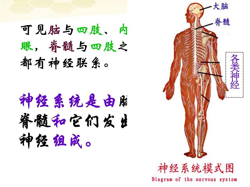 2022年人教版七年级生物下册第4单元第6章第2节神经系统的组成课件 (1)第7页