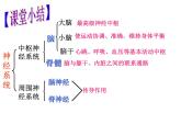 2022年人教版七年级生物下册第4单元第6章第2节神经系统的组成课件 (3)