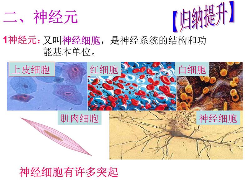 2022年人教版七年级生物下册第4单元第6章第2节神经系统的组成课件 (3)第7页