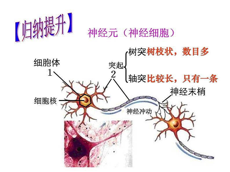 2022年人教版七年级生物下册第4单元第6章第2节神经系统的组成课件 (3)第8页