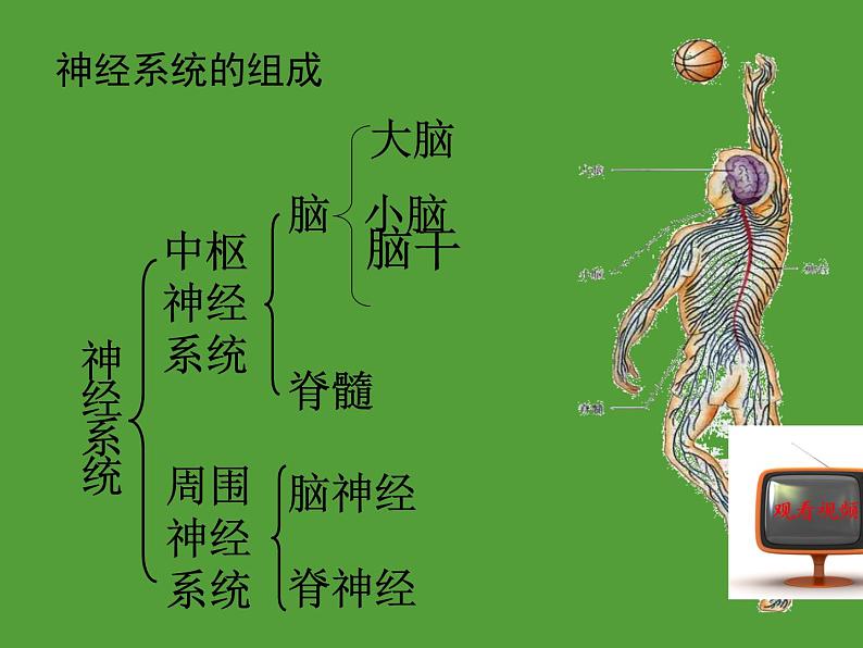 2022年人教版七年级生物下册第4单元第6章第2节神经系统的组成课件 (4)第4页