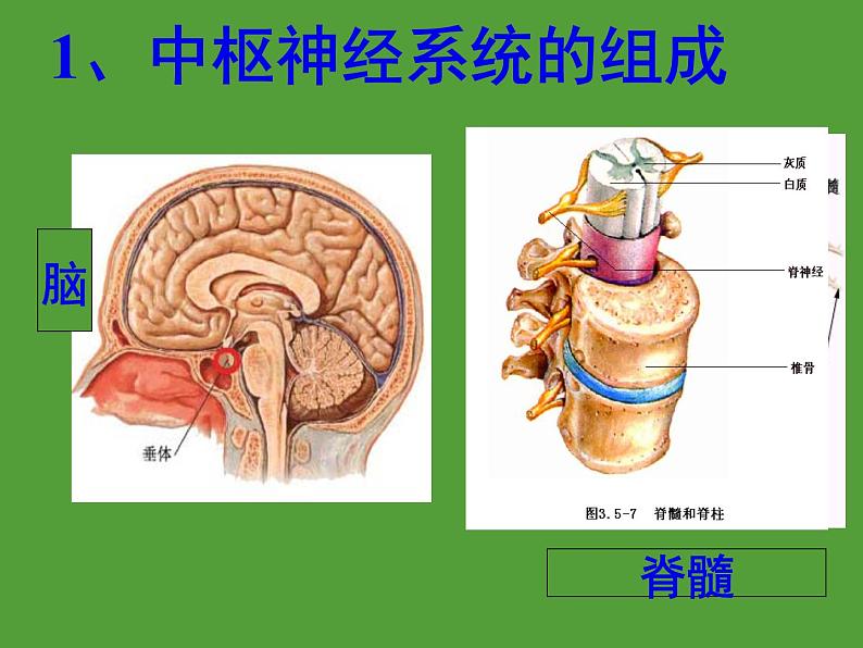 2022年人教版七年级生物下册第4单元第6章第2节神经系统的组成课件 (4)第6页