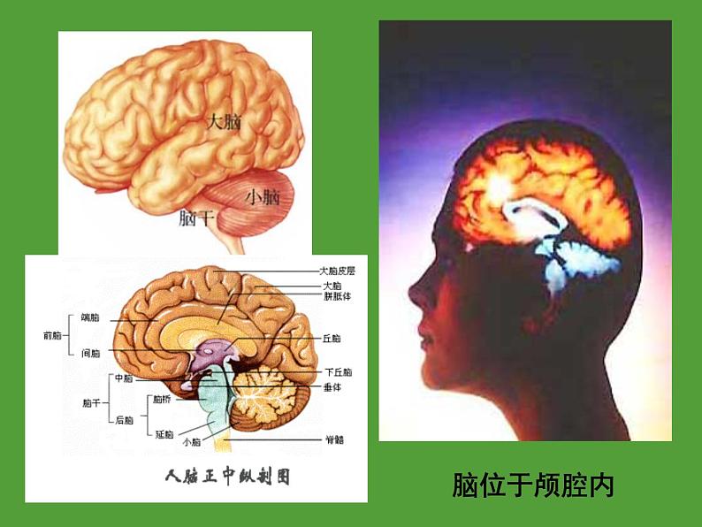 2022年人教版七年级生物下册第4单元第6章第2节神经系统的组成课件 (4)第7页