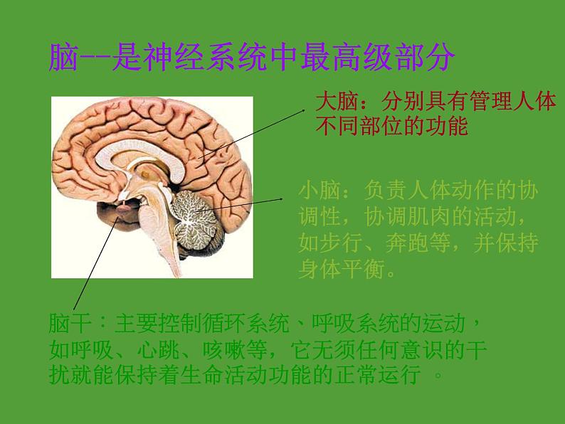 2022年人教版七年级生物下册第4单元第6章第2节神经系统的组成课件 (4)第8页