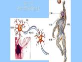 2022年人教版七年级生物下册第4单元第6章第2节神经系统的组成课件 (2)