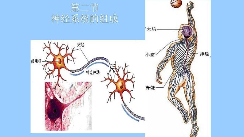 2022年人教版七年级生物下册第4单元第6章第2节神经系统的组成课件 (2)第3页