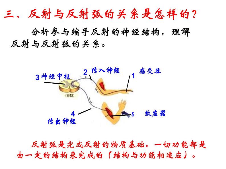 2022年人教版七年级生物下册第4单元第6章第3节神经调节的基本方式课件 (1)08