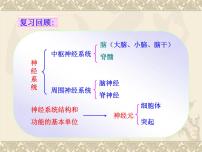 初中生物人教版 (新课标)七年级下册第三节 神经调节的基本方式集体备课课件ppt