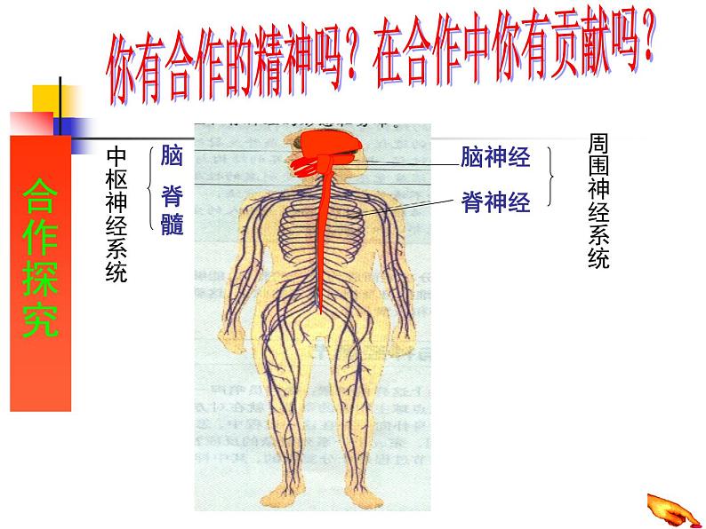 2022年人教版七年级生物下册第4单元第6章第3节神经调节的基本方式课件 (5)02