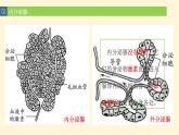 2022年人教版七年级生物下册第4单元第6章第4节激素调节课件 (4)