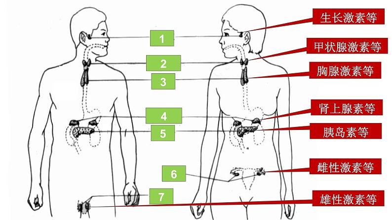 2022年人教版七年级生物下册第4单元第6章第4节激素调节课件 (4)第5页