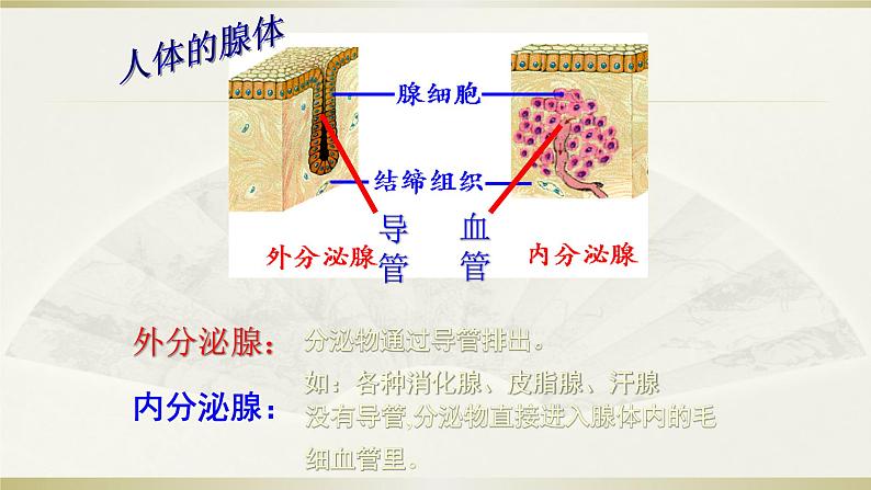 2022年人教版七年级生物下册第4单元第6章第4节激素调节课件 (1)第2页