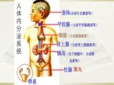 2022年人教版七年级生物下册第4单元第6章第4节激素调节课件 (1)