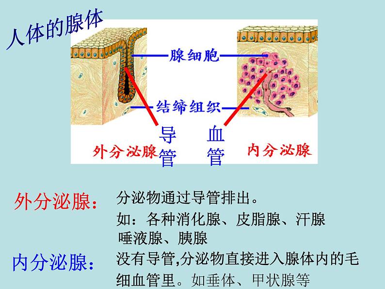 2022年人教版七年级生物下册第4单元第6章第4节激素调节课件 (3)第3页