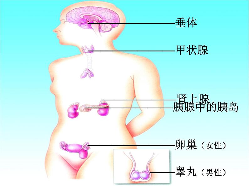 2022年北师大版七年级生物下册第12章第3节激素调节课件 (2)第5页