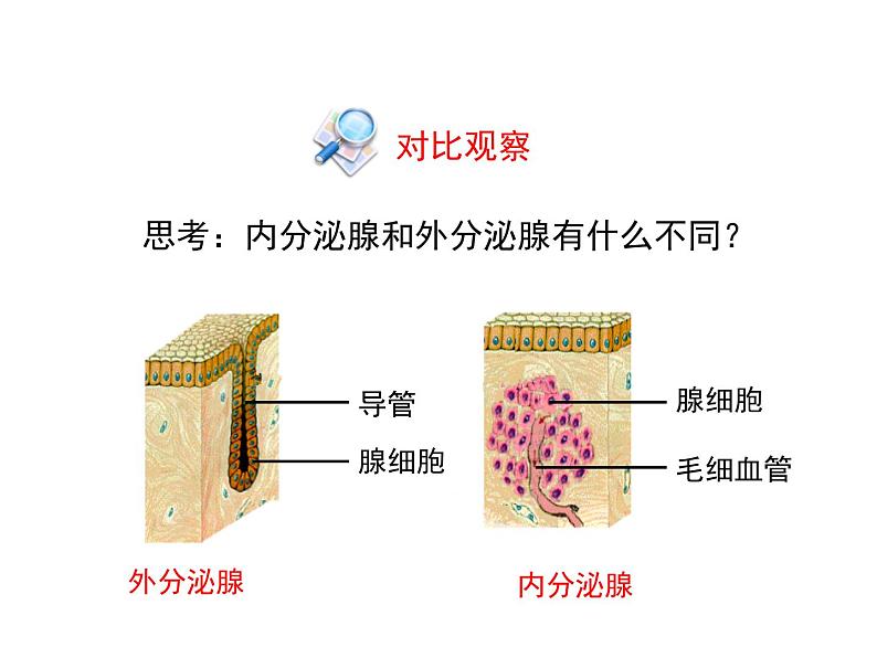 2022年北师大版七年级生物下册第12章第3节激素调节课件 (1)第5页