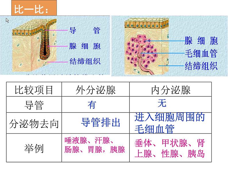 2022年北师大版七年级生物下册第12章第3节激素调节课件 (1)第6页