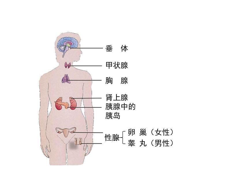 2022年北师大版七年级生物下册第12章第3节激素调节课件 (1)第7页