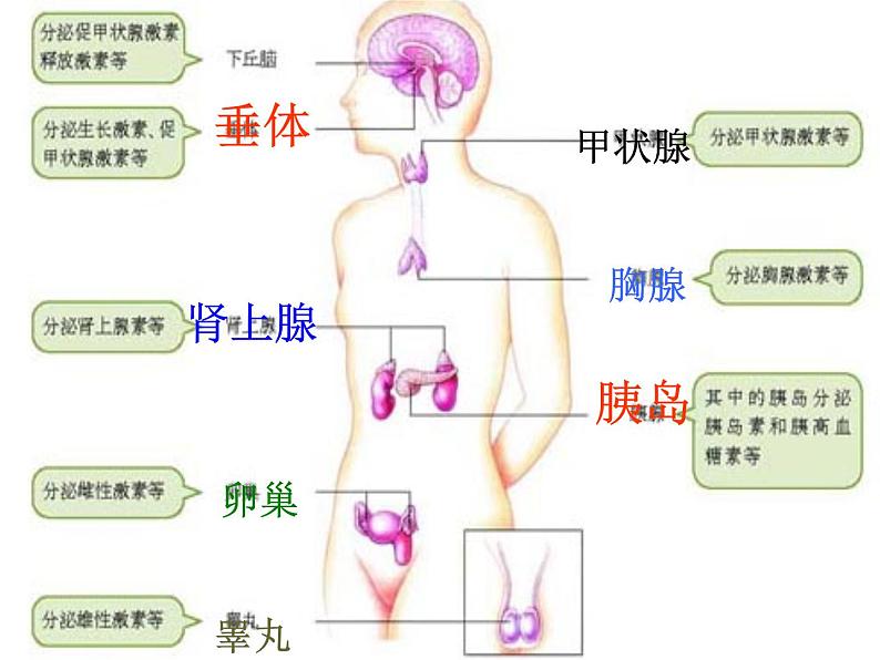 2022年北师大版七年级生物下册第12章第3节激素调节课件 (3)08