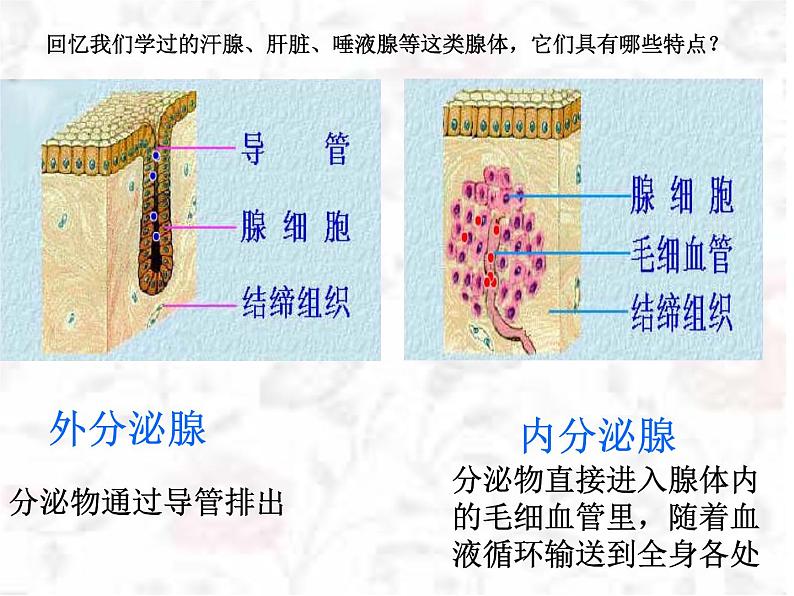 2022年北师大版七年级生物下册第12章第3节激素调节课件 (4)第2页