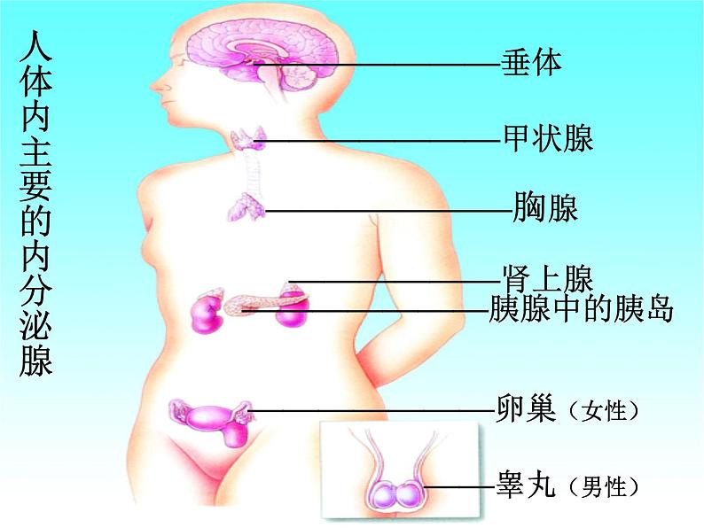 2022年北师大版七年级生物下册第12章第3节激素调节课件 (4)第3页