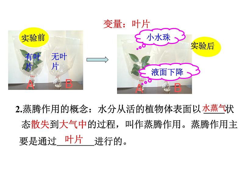 2022年中考生物：绿色植物的三大作用专题复习课件PPT第5页