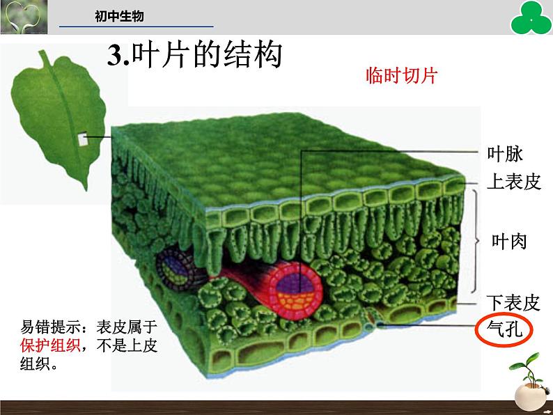 2022年中考生物：绿色植物的三大作用专题复习课件PPT第6页