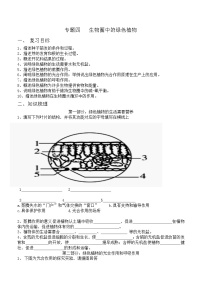 中考复习：专题四-生物圈中的绿色植物-导学案